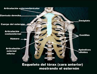 Esternon Y Sus Partes