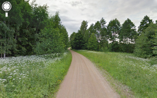 Estonia Flag Forest