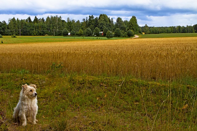 Estonian Landscape