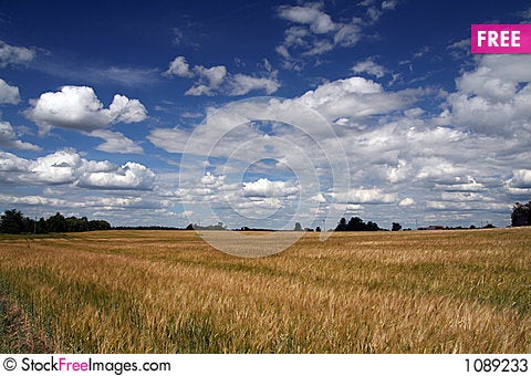 Estonian Landscape