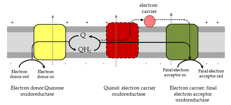 Examples Of Potential Energy In Biology