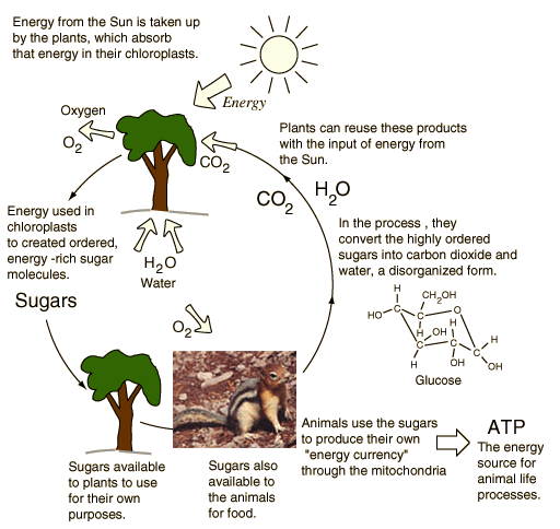 Examples Of Potential Energy In Biology