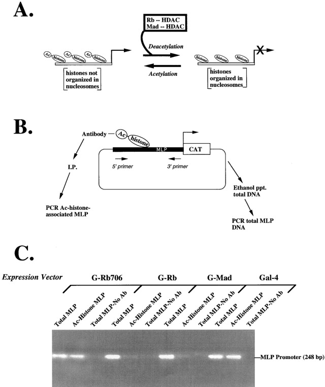 Experimental Design Diagram Chart