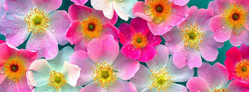 Facebook Covers Tumblr Flowers