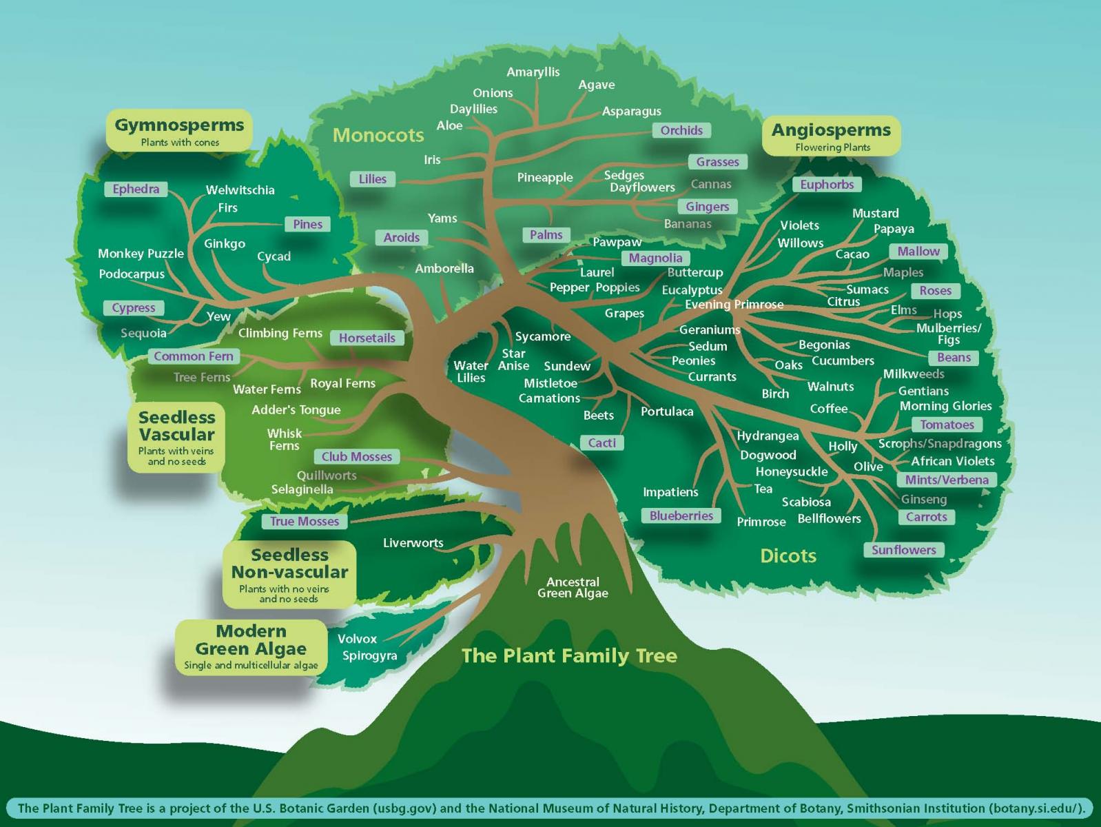 Family Tree Templates Free For Word