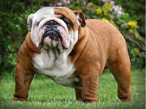 Fat English Bulldog Pictures