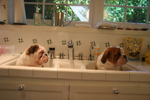 Fat English Bulldog Pictures