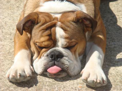 Fat English Bulldog Pictures