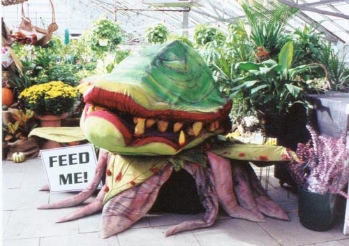 Feed Me Seymour Plant Name