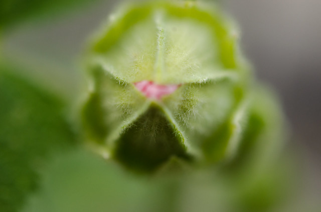 Feed Me Seymour Plant Name