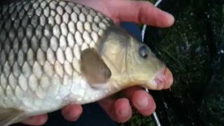 Feeder Fishing For Bream In Rivers