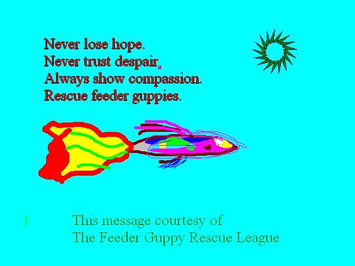 Feeder Guppies