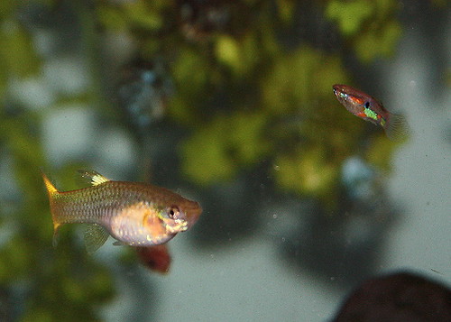 Feeder Guppies As Pets