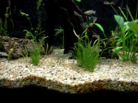 Feeder Guppies For Sale