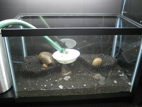 Feeder Guppies For Sale