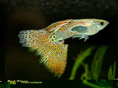 Feeder Guppies For Sale Online