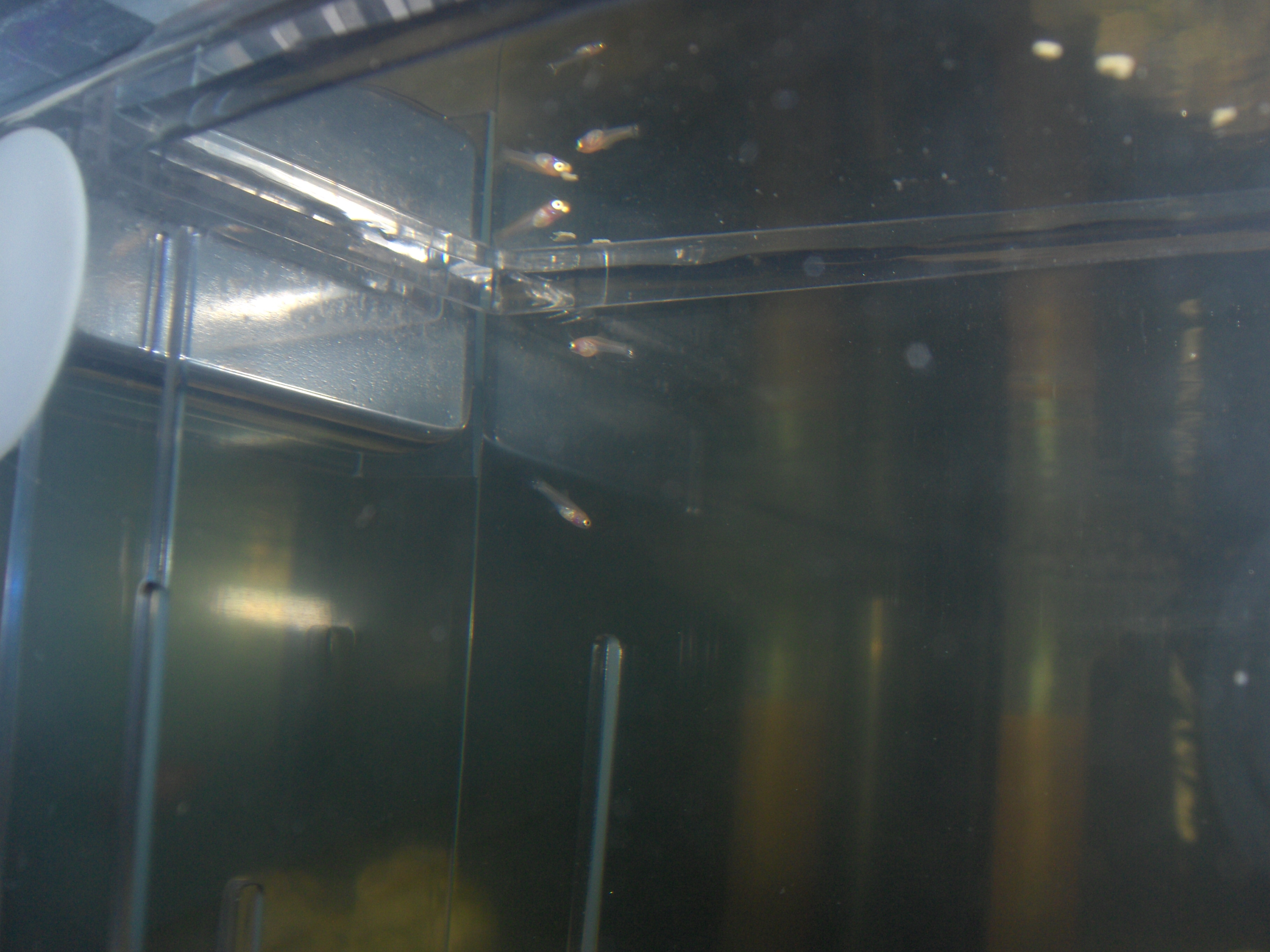 Feeder Guppies For Sale Online