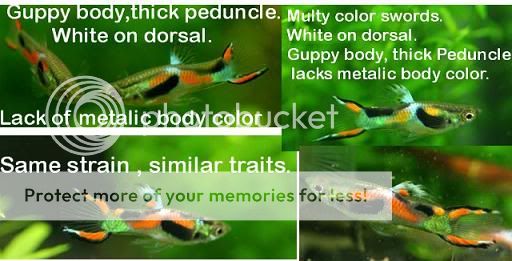 Feeder Guppies For Sale Online