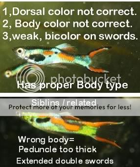 Feeder Guppies For Sale Online