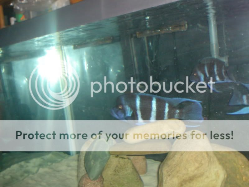 Feeder Guppies For Sale Online