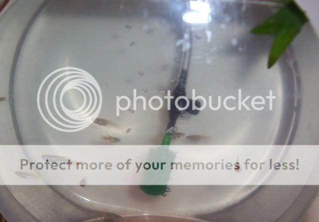 Feeder Guppies For Sale Online