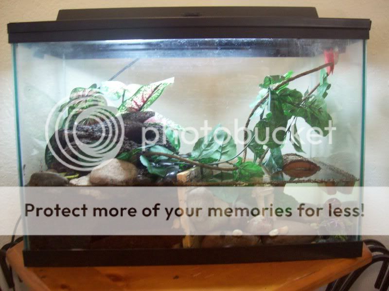 Feeder Guppies For Turtles