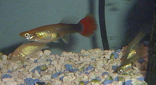 Feeder Guppies Online