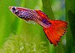 Feeder Guppies Wiki