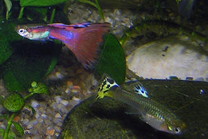 Feeder Guppies Wiki