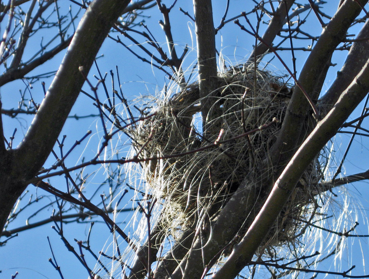 Feeding Baby Birds Abandoned In Nest