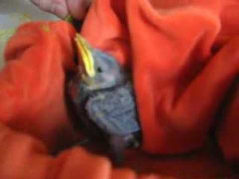 Feeding Baby Birds Abandoned In Nest