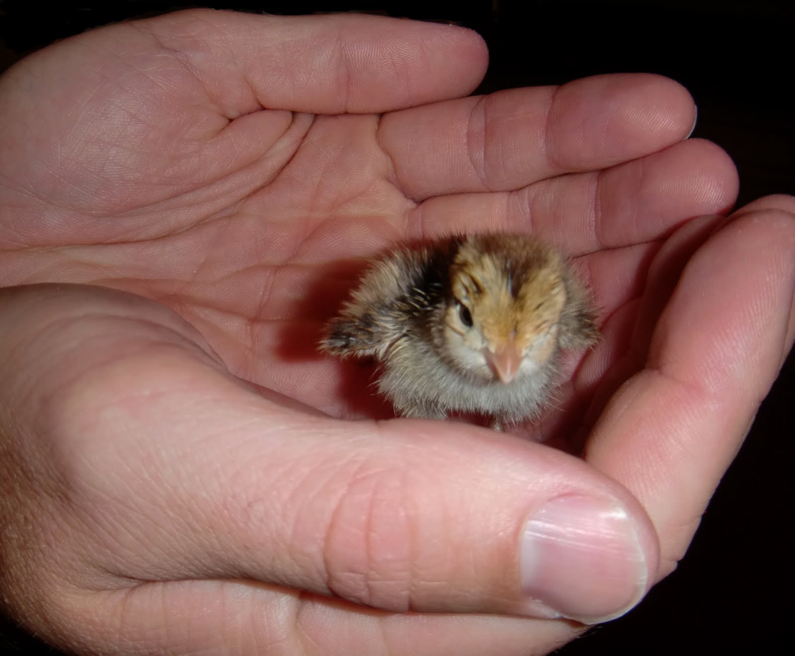 Feeding Baby Birds By Hand