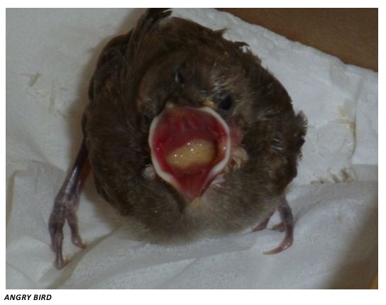 Feeding Baby Birds By Hand