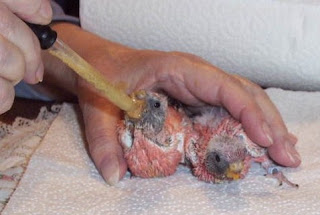 Feeding Baby Birds By Hand