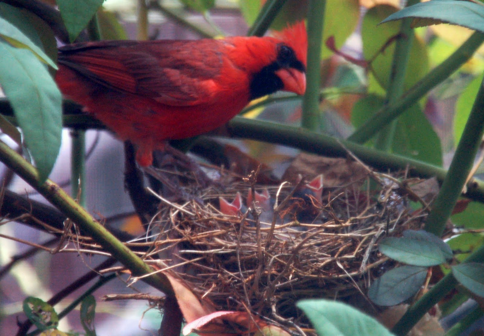 Feeding Baby Birds In Nest