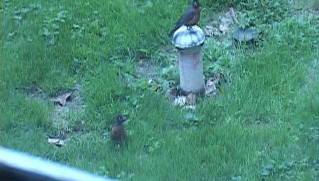 Feeding Baby Birds In Nest