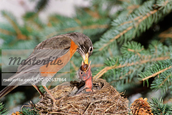 Feeding Baby Birds Wild