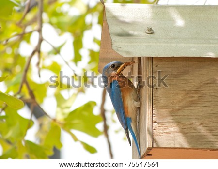 Feeding Baby Birds Wild