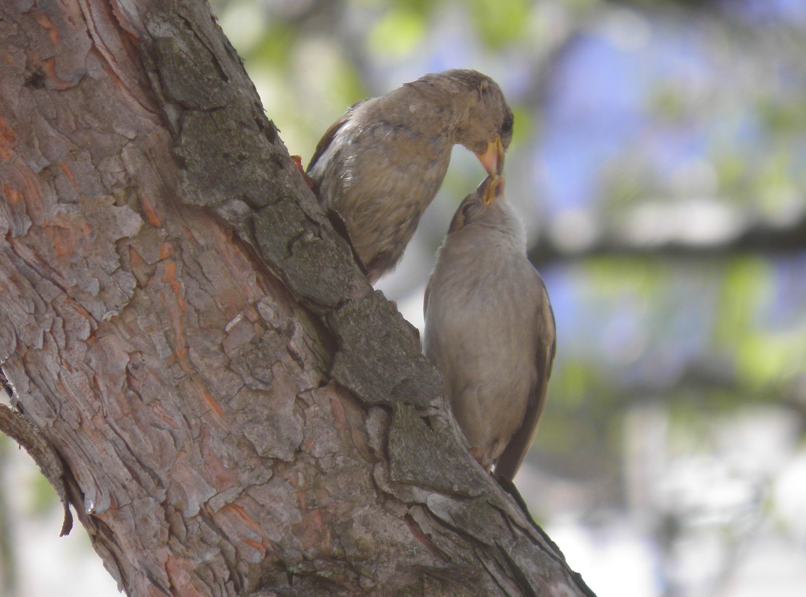 Feeding Baby Birds Wild