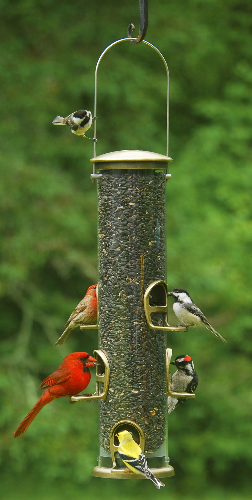 Feeding Baby Birds Wild