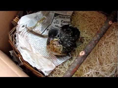 Feeding Baby Birds Wild