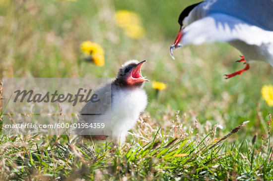 Feeding Baby Birds Wild