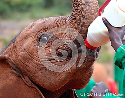 Feeding Bottle With Milk