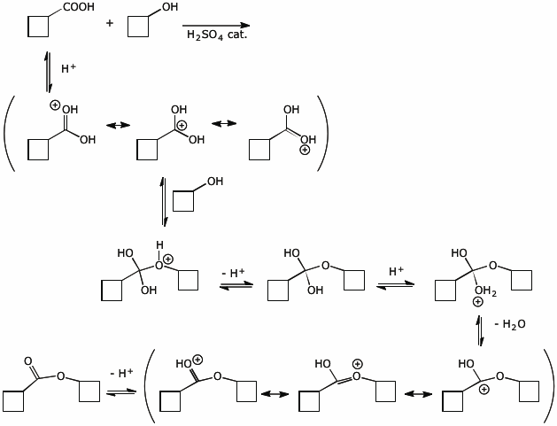 Fischer Esterification Mechanism