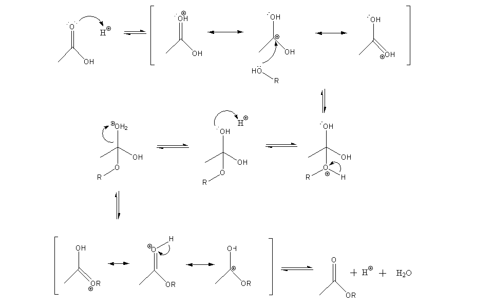 Fischer Esterification Reaction