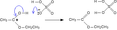 Fischer Esterification Reaction Mechanism