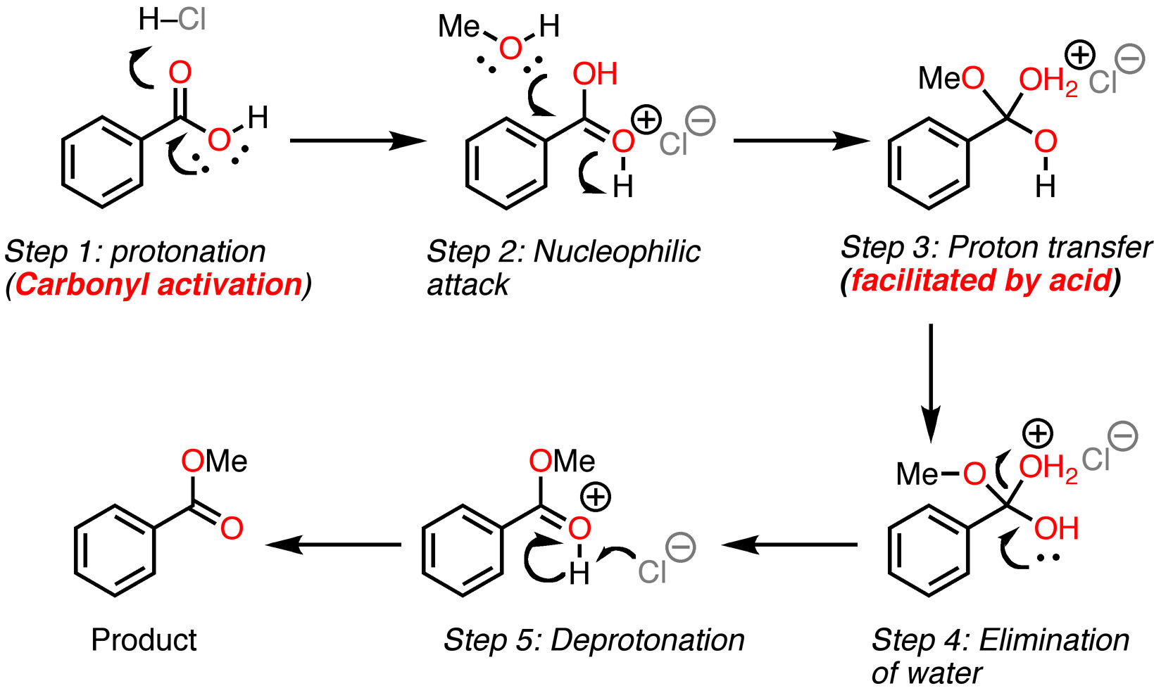 Fischer Esterification Reaction Mechanism