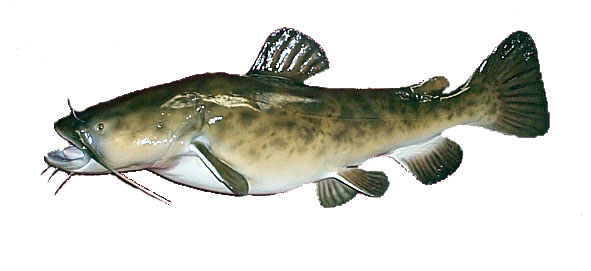 Flathead Catfish Pictures