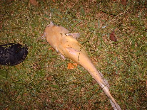 Flathead Catfish Pictures