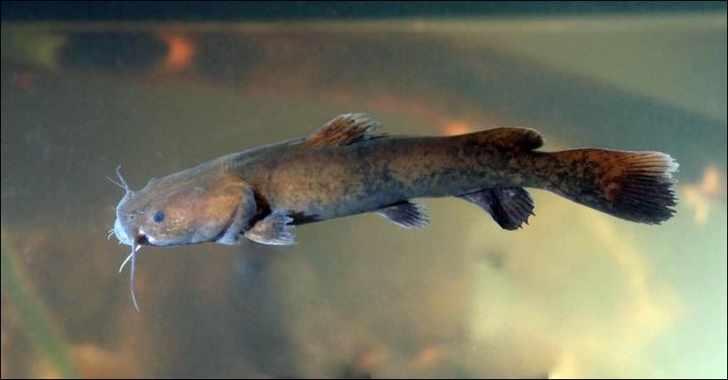 Flathead Catfish Pictures